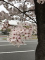桜がポンポコポン