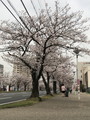 四日市の桜